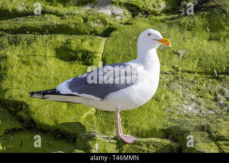 Western Möwe (Larus occidentalis) auf einem Felsen thront. Stockfoto