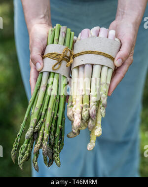 Bündel von weißem und grünem Spargel in der famer Hände. Natur Hintergrund. Stockfoto