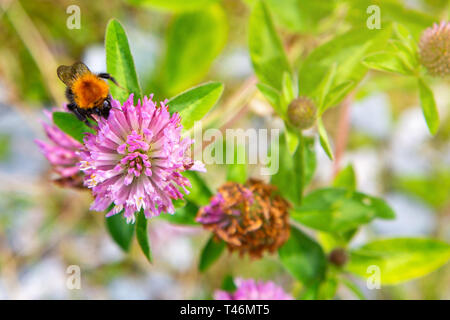 Bumblebee on hop Blume, aus der Nähe. Details einer Hummel auf einer wilden Blumen. Bumble Bee Pollen sammeln auf rosa Blume. Nahaufnahme der Garten Bumblebee. Stockfoto