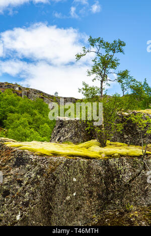 Rock ist mit Moos auf dem Zwerg Birke wächst abgedeckt. Wald - Tundra in Norwegen. Nördlichen Klima im Sommer in Norwegen. Steine Felsbrocken bedeckt mit Moos. Stockfoto