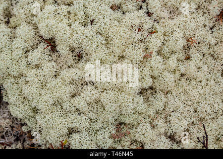 Teppich moss Weiß. Felsen überwachsen mit White Moss. Relief und die Textur von Stein mit Mustern und Moos. Stein mit Moos, natürlichen Hintergrund. Stockfoto
