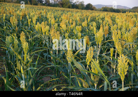 Wachsende Sorghum. Stockfoto