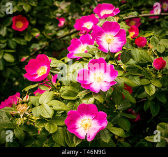 Schöne blühende wilde Rosenbusch (Hundsrose, Rosa Canina) Stockfoto