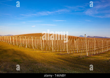 Apple Orchard Zeilen im Frühjahr. Obstbäume über strahlend blauen Himmel. Apple Orchard Park von Dawn frühen Licht mit den ersten Sonnenstrahlen. Stockfoto