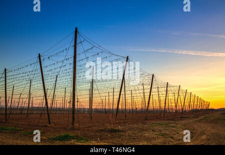 Der Hopfen Plantage im Frühjahr bei Sonnenuntergang. Der Hopfen die Landwirtschaft in der Tschechischen Republik. Stockfoto