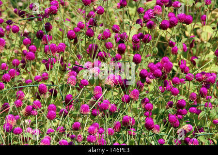 Blumen von Rotklee im Sommer. Rot blühenden Blumen in der Wiese. Rosa Klee auf grünem Gras. Wilde Veilchen. Feld blühende Pflanzen Stockfoto