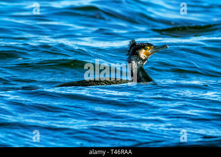 Ein Kormoran im Zuchtgefieder schwimmt auf Wasser im Kenfig Naturschutzgebiet, Mid Glamorgan, Wales, Vereinigtes Königreich Stockfoto