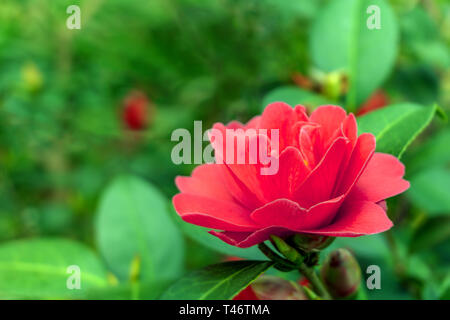 Nahaufnahme einer roten Camellia Freiheit Bell (Japanische Kamelie) Blüte mit grünen Blättern im Hintergrund. Blick auf einen lila Camellia Blume. Stockfoto