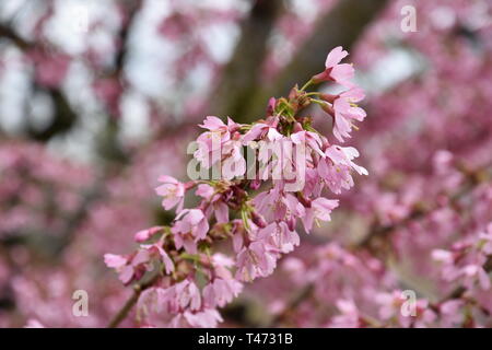 Frühling Kirschblüten im Boston Public Garden mit der ikonischen Swan Yachten in der Lagune, Back Bay, Boston, Massachusetts, USA Stockfoto