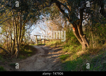 Schöner Gehweg durch den Wald in Strunjan, ein Wald bis zum Meer mit dem hölzernen Zaun im Hintergrund, "golden hour" Sonnenlicht Stockfoto