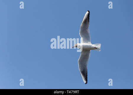 Nahaufnahme der Lachmöwe fliegen in einem blauen Himmel Stockfoto