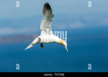 Gannett, Wissenschaftlicher Name: Morus bassanus, Northern Gannet im Flug bei Bempton Cliffs, Yorkshire in England. Und blauer Himmel. Landschaft. Platz kopieren Stockfoto