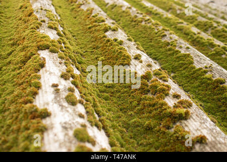 Moos auf Schiefer. Nahaufnahme von Moss. Moos Textur Stockfoto