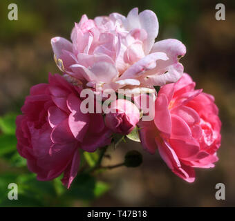 Blühende rosa Rose im Garten an einem sonnigen Tag. Rosen Banner. Stockfoto