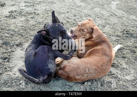 Cartagena Colombia, Bocagrande, Sand, streunende Hunde, spielen gegen Beißen, aggressiv, COL190122011 Stockfoto