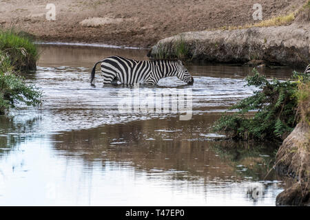 Zebras crossing kleine Wasserstrom in Masai Mara während der Migration Saison Stockfoto