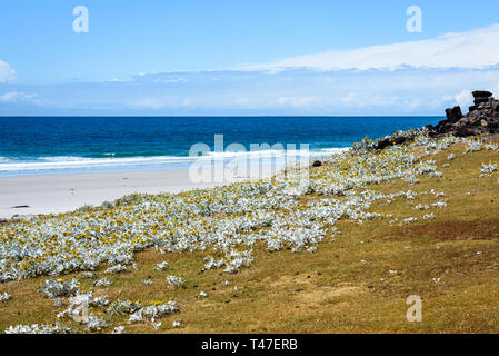 Reiseziel Landschaft, West Falkland Island Beach Szene mit gelben Meer Kohl auf grasbewachsenen Hügel, Falkland Inseln Stockfoto
