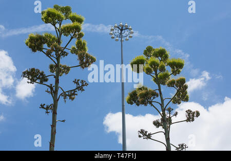 Blühende Agaven steigen wie eine hohe Straßenlaterne in Austin, Texas, nach oben Stockfoto