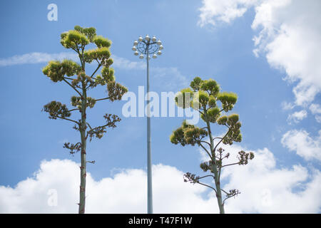 Blühende Agaven steigen wie eine hohe Straßenlaterne in Austin, Texas, nach oben Stockfoto