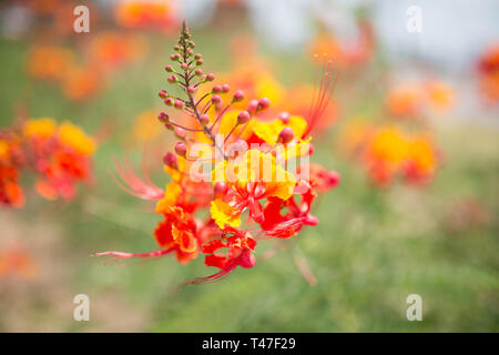 Stolz auf Barbados Blume Stockfoto