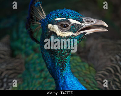 Nahaufnahme eines Pfau Gesicht Stockfoto