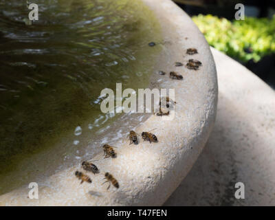 Bienen Trinkwasser aus einem Brunnen an einem heißen Tag in der Texas heat Stockfoto