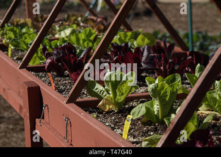 Ein Hochgartenbett, das verschiedene Arten von Salat anbauen kann Stockfoto