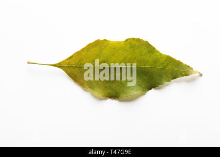 Blätter im Herbst Stockfoto