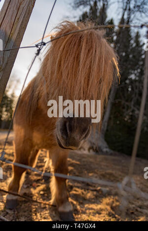 Süße kleine Shetland pony im Abendlicht Schweden april 2019 Stockfoto