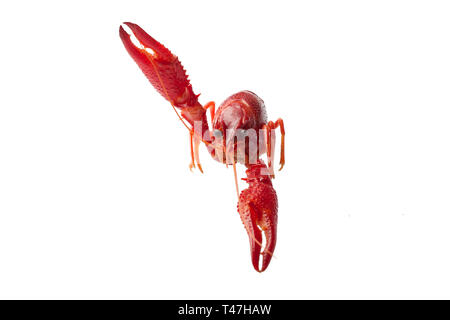 Gekocht rote Languste auf weißem Hintergrund Stockfoto