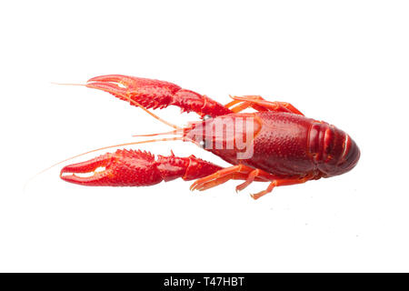 Gekocht rote Languste auf weißem Hintergrund Stockfoto