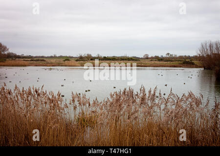 Roggen Hafen Naturschutzgebiet, Rye, East Sussex, England, UK. Stockfoto