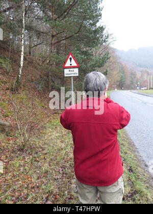 Schottland: Eichhörnchen anmelden Stockfoto