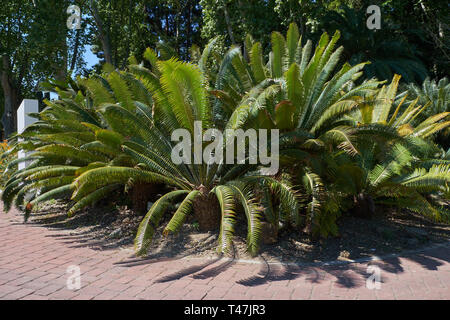 Dioon Spinulosum Dyer. La Concepción botanischer Garten, Málaga, Spanien. Stockfoto