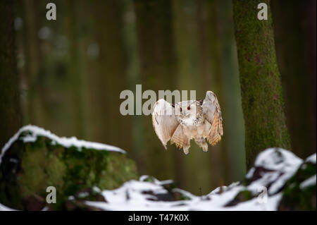 Flying westsibirischen Uhu im Wald von vorne Stockfoto
