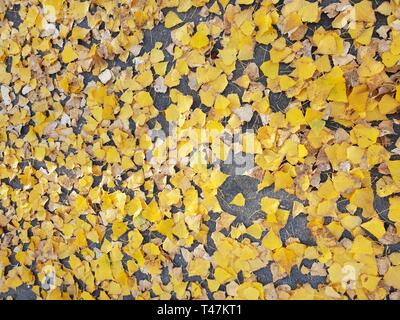 Bild von gelb Blatt auf dem Boden im Herbst. Von oben nach unten anzeigen Stockfoto