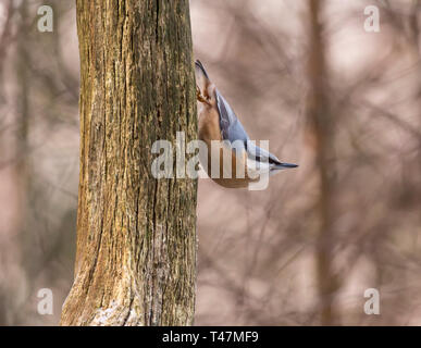 Eurasischen Kleiber, Kopf sitzt auf einem Trunk, fotografiert von einem Vogel versteckten, Wenum Wiesel, die Niederlande Stockfoto