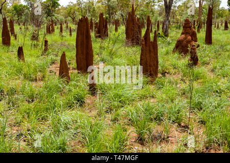 Big tall termite Ameisenhaufen in Australien, Northern Territory, Australien outback. Stockfoto