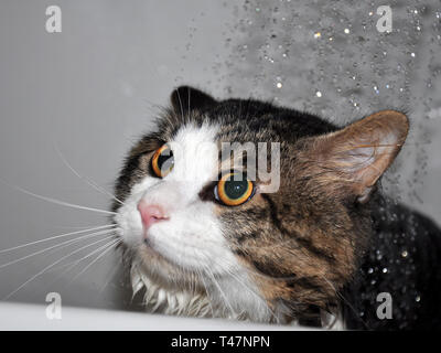 Nasse Katze. Lustige Katze. Cat Badewanne. Cat Kurilian Bobtail Stockfoto