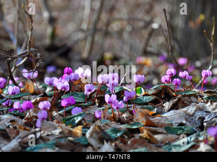 Frühling blüht rosa Alpenveilchen, Cyclamen Hederifolium (ivy-leaved Cyclamen oder sowbread) im Wald Stockfoto