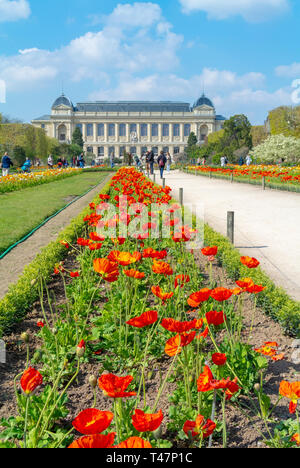 Grande Galerie de l'Evolution Evolution (Große Galerie) mit Mohn Blumen im Jardin des Plantes im Frühling, Paris, Frankreich Stockfoto