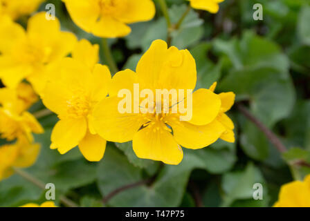 Sumpf - Ringelblume, kingcup, Caltha palustris Stockfoto