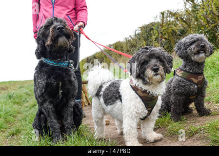 Dog Walker und Auswahl von Hunden ausgeübt beening. Stockfoto