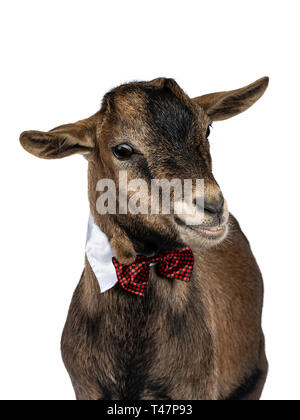 Kopf geschossen von lustigen braunen Pygmy goat Tragen eines weißen Kragen und Rot/Schwarz karierte Fliege. Nach unten schauen. Auf weissem Hintergrund. Stockfoto