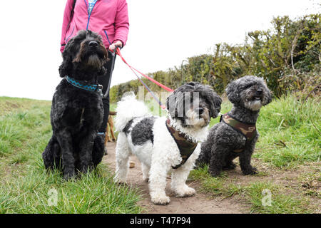 Dog Walker und Auswahl von Hunden ausgeübt beening. Stockfoto