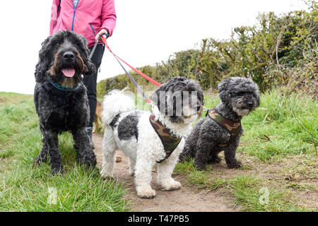 Dog Walker und Auswahl von Hunden ausgeübt beening. Stockfoto