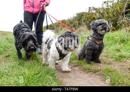 Dog Walker und Auswahl von Hunden ausgeübt beening. Stockfoto