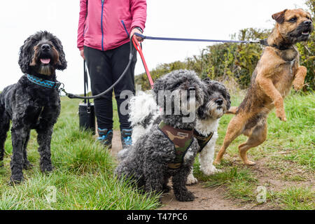 Dog Walker und Auswahl von Hunden ausgeübt beening. Stockfoto