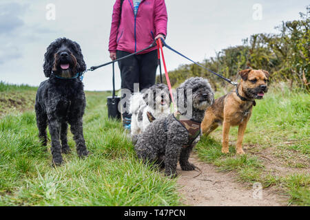 Dog Walker und Auswahl von Hunden ausgeübt beening. Stockfoto