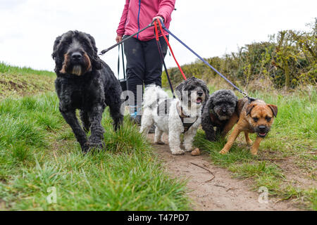 Dog Walker und Auswahl von Hunden ausgeübt beening. Stockfoto